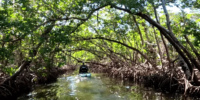 Anna Maria Pedal Kayak Eco-Tour - Image 1