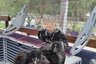 Navarre Rabbit and Chicken Petting Experience thumbnail 6