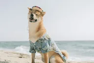 Miami Photoshoot Experience thumbnail 5