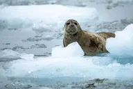 Seward Fjord Glacier & Wildlife Tour 8 hr thumbnail 3