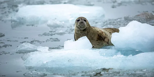Seward Fjord Glacier & Wildlife Tour 8 hr - Image 3