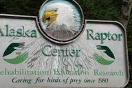 Sitka Alaska Raptor Center Admission thumbnail 5