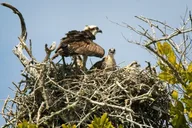 Everglades National Park Biologist Led Adventure thumbnail 6