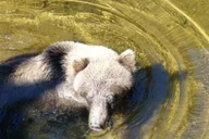 Hoonah Chichagof Island Brown Bear Search 3 hr thumbnail 2