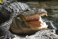 West Palm Beach Airboat Tour thumbnail 1