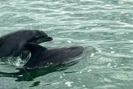 Clearwater Private Boat Tour thumbnail 4
