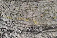 Hilo Lava Rock Jungle Art Tour 2 hr thumbnail 4