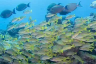 Kauai Scuba Dive Ocean Experience 2.5 Hr thumbnail 5