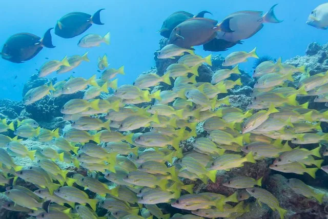 Kauai Scuba Dive Ocean Experience 2.5 Hr - Image 5