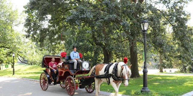 New York City Central Park Horse Carriage Ride 55 min - Image 3