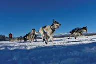 Yellowstone National Park Winter Tour 6 Days thumbnail 4