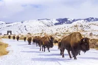 Yellowstone and Grand Teton Winter Tour 5-Day thumbnail 3