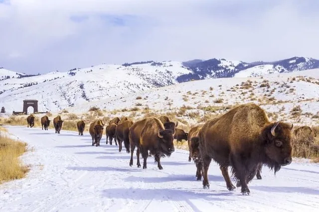 Yellowstone and Grand Teton Winter Tour 5-Day - Image 3
