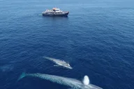 San Diego Dolphin and Whale-Watching Sunset Cruise thumbnail 1