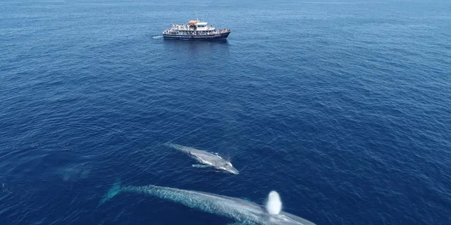 San Diego Dolphin and Whale-Watching Sunset Cruise - Image 1