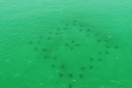 Destin Reef Snorkeling Adventure thumbnail 4
