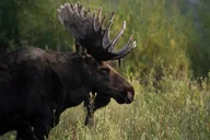 Jackson Hole Wildlife Safari thumbnail 2