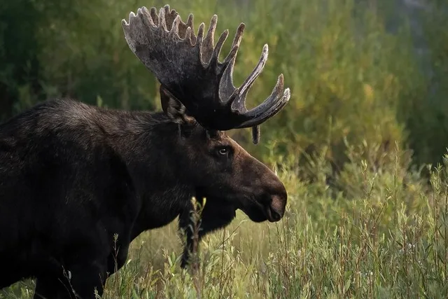 Jackson Hole Wildlife Safari - Image 2