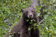 Jackson Grand Teton National Park Private Tour 6 hr thumbnail 5