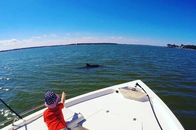 Hilton Head Dolphin Tour with Dining Stop - Image 5