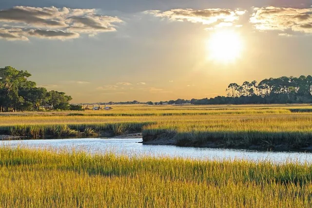 Savannah Dolphin Eco Tour - Image 3
