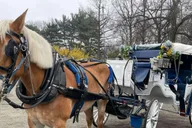 New York City Central Park Horse and Carriage Ride thumbnail 1