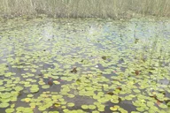 Palm Beach Air Boat Tour in The Swamp Monster thumbnail 5