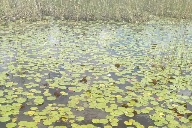 Palm Beach Air Boat Tour in The Swamp Monster - Image 5
