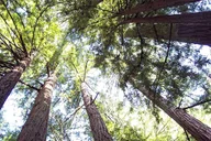 San Francisco Muir Woods and Sausalito Tour thumbnail 3