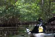 Miami Oleta River State Park Eco Paddle Tour 2 hr thumbnail 3