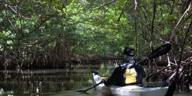 Miami Oleta River State Park Eco Paddle Tour 2 hr - Image 3