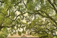 New Orleans Laura Plantation Tour with Transportation thumbnail 2