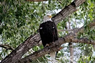 Jackson Hole Scenic Float Trip thumbnail 6