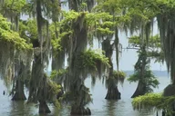 New Orleans Pontoon Swamp Tour with Wildlife Viewing thumbnail 5