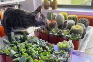New York Terrarium Making Experience with Cats 2 hr thumbnail 3