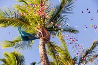 Honolulu Luau at Paradise Cove 4 hr thumbnail 4