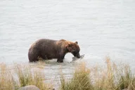 Skagway Chilkoot Lake Nature and Wildlife Viewing 6.5 hr thumbnail 3
