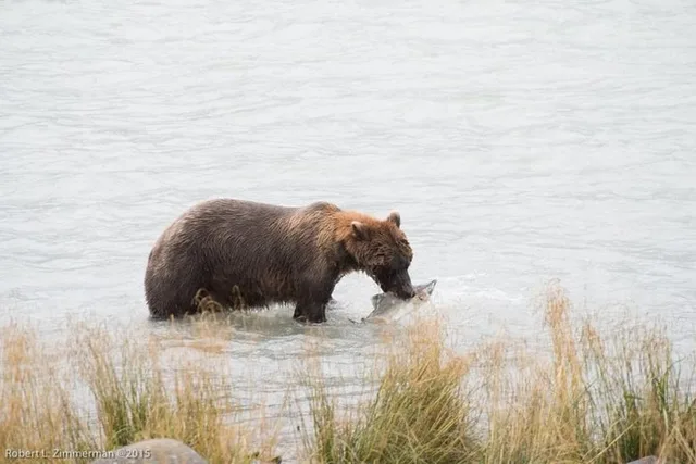 Skagway Chilkoot Lake Nature and Wildlife Viewing 6.5 hr - Image 3