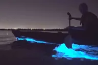 Orlando Bioluminescence Kayak Tour thumbnail 1