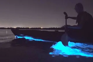 Orlando Bioluminescence Kayak Tour