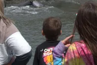 Hilton Head Island Dolphin and Nature Tour thumbnail 4
