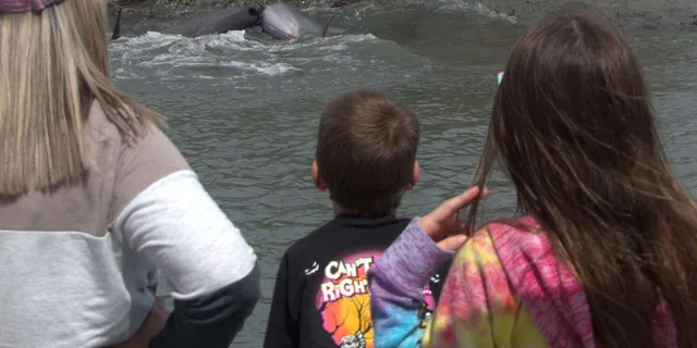 Hilton Head Island Dolphin and Nature Tour - Image 4