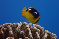 Lahaina Scuba Dive for Certified Divers 2 hr thumbnail 6