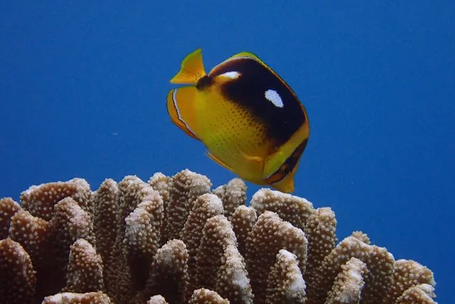 Lahaina Scuba Dive for Certified Divers 2 hr - Image 6