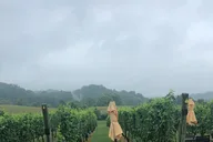 Virginia Winery Excursion by Luxury Vehicle thumbnail 3