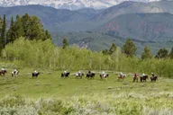 Jackson Hole Horseback Ride with Lunch 2.5 hr thumbnail 2