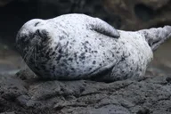 Newport Beach Whale Watching Cruise thumbnail 1