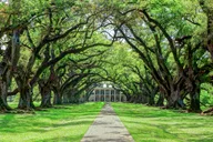 New Orleans Oak Alley Plantation Tour 5.5 hr thumbnail 3