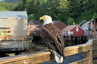 Ketchikan Hummer Tour of Tongass Rainforest thumbnail 4