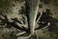 Tucson Sabino Canyon Adventure Game 2 hr thumbnail 6